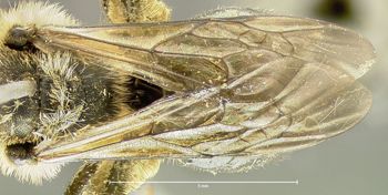Media type: image;   Entomology 609596 Aspect: wing